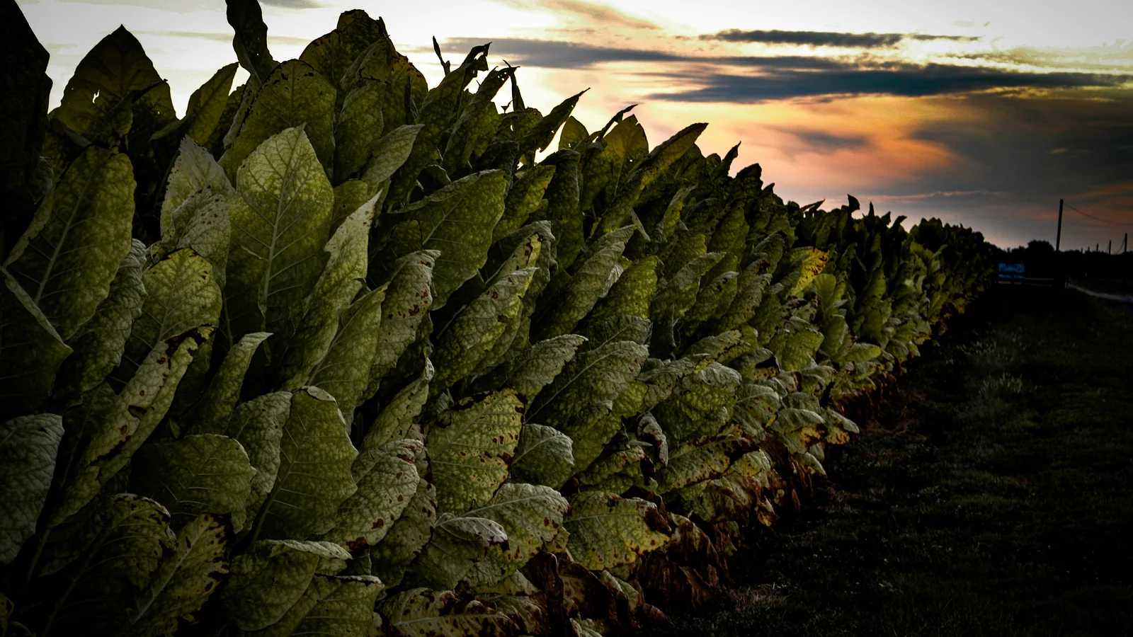 Tobacco plants growing in a field